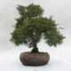 Venkovní bonsai - Jalovec čínský - Juniperus chinensis - 1/6