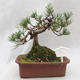 Venkovní bonsai -Borovice lesní - Pinus sylvestris - 1/5
