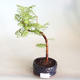 Venkovní bonsai - Metasequoia glyptostroboides - Metasekvoje čínská VB2020-814 - 1/3