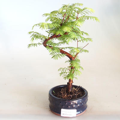 Venkovní bonsai - Metasequoia glyptostroboides - Metasekvoje čínská VB2020-815 - 1