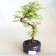 Venkovní bonsai - Metasequoia glyptostroboides - Metasekvoje čínská VB2020-815 - 1/3