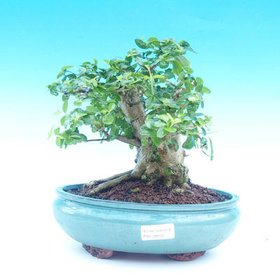 Pokojová bonsai -PREMNA MICROPHYLLA Kozlovoň malolistá - 1