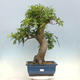 Venkovní bonsai Quercus Cerris - Dub Cer - 1/4
