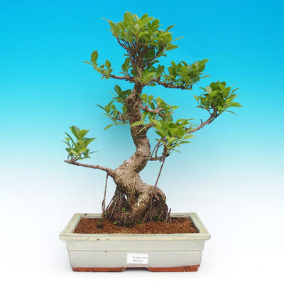 Pokojová bonsai -Ficus retusa- malolistý fíkus - 1