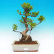 Pokojová bonsai -Ficus retusa- malolistý fíkus - 1/2