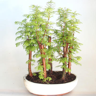 Venkovní bonsai-LESÍK - Metasequoia glyptostroboides - Metasekvoje čínská VB2020-817 - 1