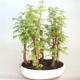 Venkovní bonsai-LESÍK - Metasequoia glyptostroboides - Metasekvoje čínská VB2020-817 - 1/3
