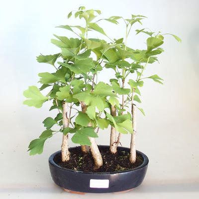 Venkovní bonsai - Jinan dvoulaločný - Ginkgo biloba VB2020-819 - 1