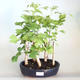 Venkovní bonsai - Jinan dvoulaločný - Ginkgo biloba VB2020-819 - 1/4