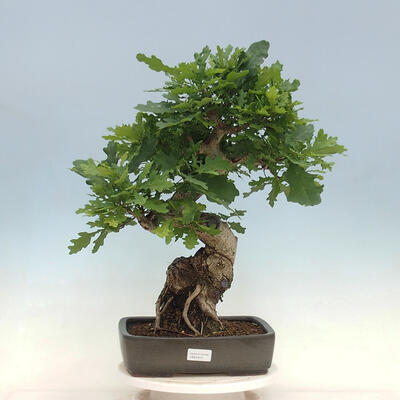 Venkovní bonsai Quercus Cerris - Dub Cer - 1