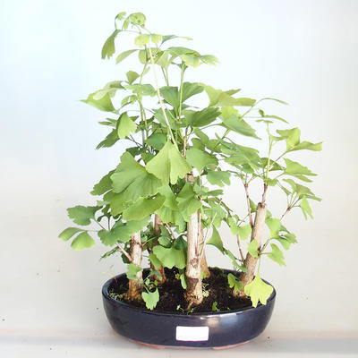 Venkovní bonsai - Jinan dvoulaločný - Ginkgo biloba VB2020-820 - 1