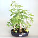 Venkovní bonsai - Jinan dvoulaločný - Ginkgo biloba VB2020-820 - 1/4