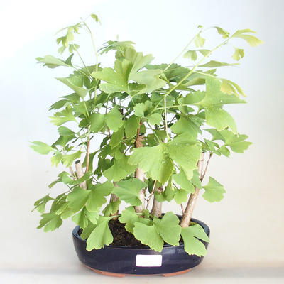 Venkovní bonsai - Jinan dvoulaločný - Ginkgo biloba VB2020-822 - 1