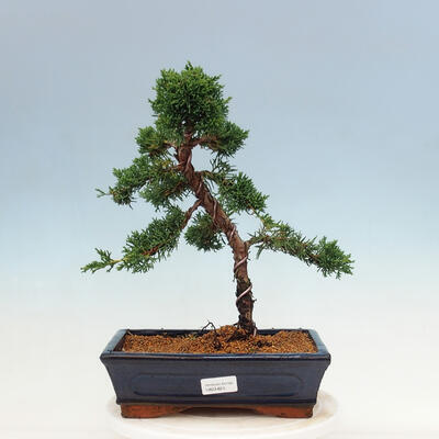 Venkovní bonsai - Juniperus chinensis Kishu-Jalovec čínský - 1