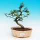 Pokojová bonsai -Zantoxylum piperitum-Pepřovník - 1/4