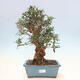 Pokojová bonsai - Olea europaea sylvestris -Oliva evropská drobnolistá - 1/6