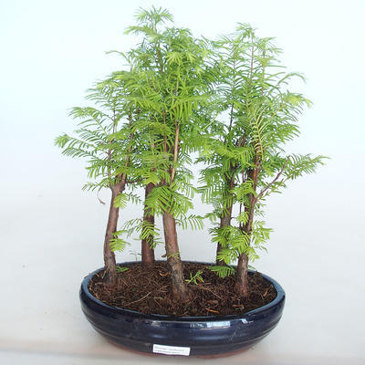 Venkovní bonsai -Metasequoi - metasekvoj čínská  LESÍK - 1