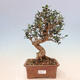 Pokojová bonsai - Olea europaea sylvestris -Oliva evropská drobnolistá - 1/6