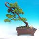 Venkovní bonsai - Juniperus chinensis -Jalovec čínský - 1/3