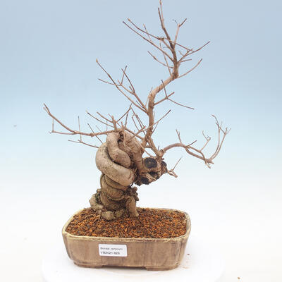 Venkovní bonsai - krásnoplodka Callicarpa - 1