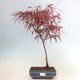 Venkovní bonsai - Javor dlanitolistý - Acer palmatum RED PYGMY - 1/2