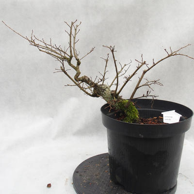 Venkovní bonsai -jilm malo - listý - Ulmus parviflora - 1