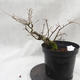 Venkovní bonsai -jilm malo - listý - Ulmus parviflora - 1/5