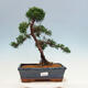 Venkovní bonsai - Juniperus chinensis Kishu-Jalovec čínský - 1/4