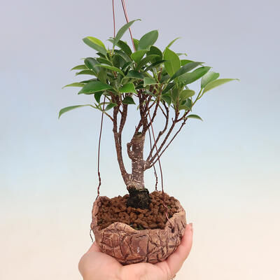 Kokedama v keramice - malolistý ficus - Ficus kimmen - 1
