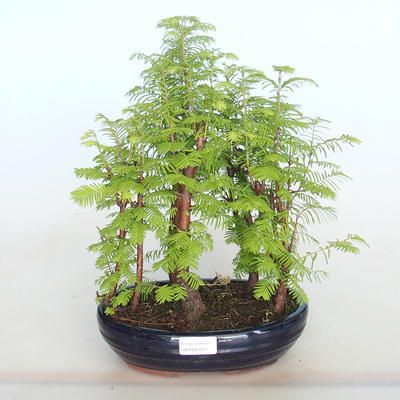 Venkovní bonsai -Metasequoi - metasekvoj čínská  LESÍK - 1