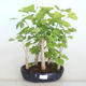 Venkovní bonsai - Jinan dvoulaločný - Ginkgo biloba - 1/4