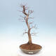 Venkovní bonsai -Carpinus CARPINOIDES - Habr korejský - 1/5