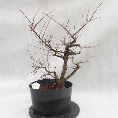 Venkovní bonsai -jilm malo - listý - Ulmus parviflora - 1