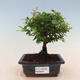 Pokojová bonsai - Sagerécie thea - Sagerécie thea - 1/5