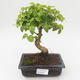 Pokojová bonsai -Ligustrum chinensis - Ptačí zob PB2191840 - 1/3