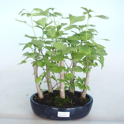 Venkovní bonsai - Jinan dvoulaločný - Ginkgo biloba - 1