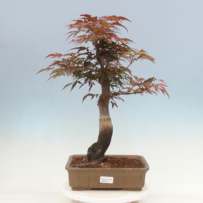Venkovní bonsai - Acer palmatum Atropurpureum - Javor dlanitolistý červený - 1