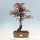 Venkovní bonsai - Acer palmatum Atropurpureum - Javor dlanitolistý červený - 1/5