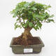 Pokojová bonsai -Ligustrum chinensis - Ptačí zob PB2191844 - 1/3