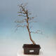 Venkovní bonsai -Carpinus Coreana - Habr korejský - 1/4