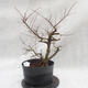 Venkovní bonsai -jilm malo - listý - Ulmus parviflora - 1/4