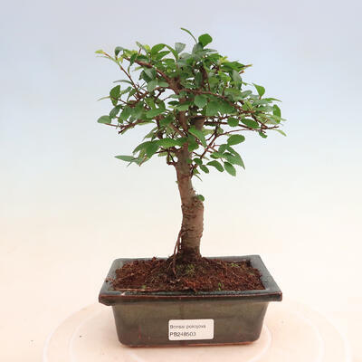 Pokojová bonsai - Ulmus parvifolia - Malolistý jilm - 1