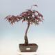 Venkovní bonsai - Acer palmatum Atropurpureum - Javor dlanitolistý červený - 1/4