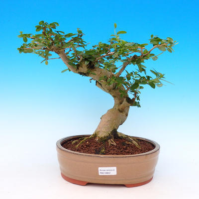 Pokojová bonsai -PREMNA MICROPHYLLA Kozlovoň malolistá - 1