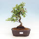 Venkovní bonsai -Malus halliana - Maloplodá jabloň - 1/4