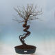 Venkovní bonsai -Japonská meruňka - Prunus Mume - 1/6