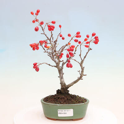 Venkovní bonsai - Pourthiaea villosa - Blýskalka chlupatá - 1