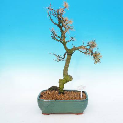 Venkovní bonsai -Modřín opadavý-Larix decidua - 1