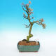 Venkovní bonsai -Modřín opadavý-Larix decidua - 1/5