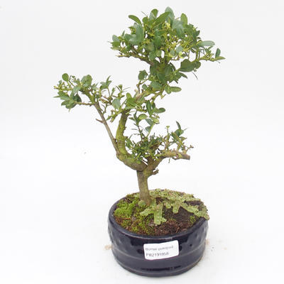 Pokojová bonsai - Ilex crenata - Cesmína PB2191858